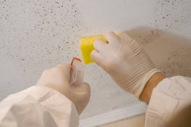 Professional Mold Removal in Lewisburg, KY