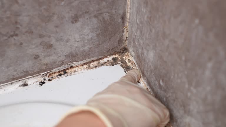 Best Residential Mold Inspection & Testing  in Lewisburg, KY