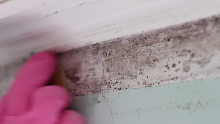 Best Commercial Mold Inspection  in Lewisburg, KY